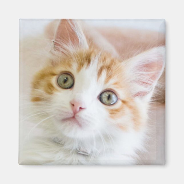 Aimant Bleu doux Kitty Eyed (Devant)