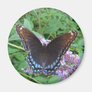 Aimant bleu et Brown de ~ de papillon