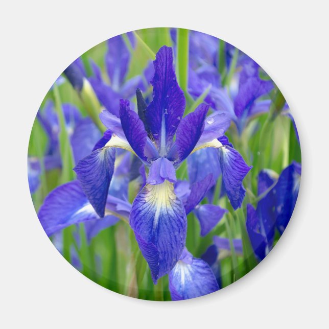 Aimant bleu Iris Fleurs (Devant)