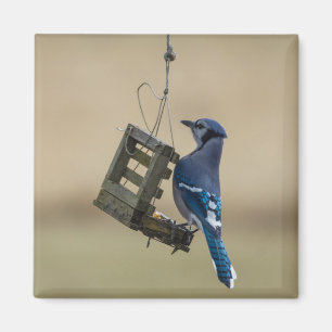 Aimant Bleu Jay