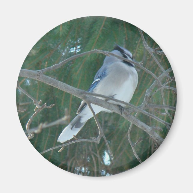Aimant Bleu Jay Songbird (Cyanocitta cristata) (Devant)