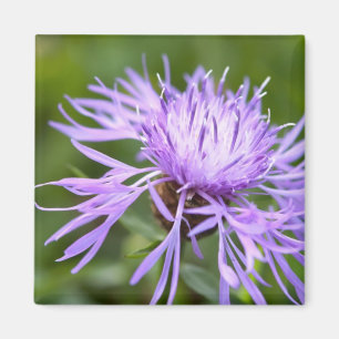 Aimant Bleuet pourpre