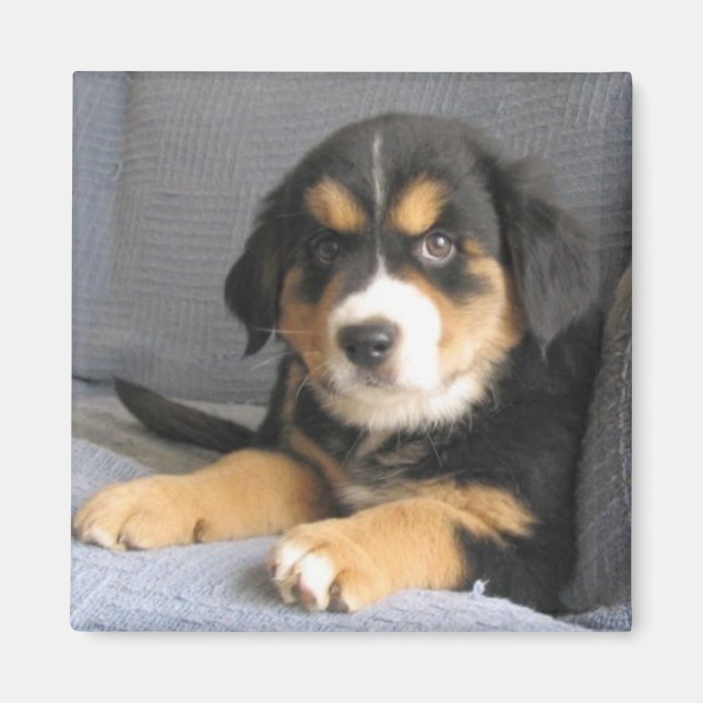 Aimant Blitzen (Devant)