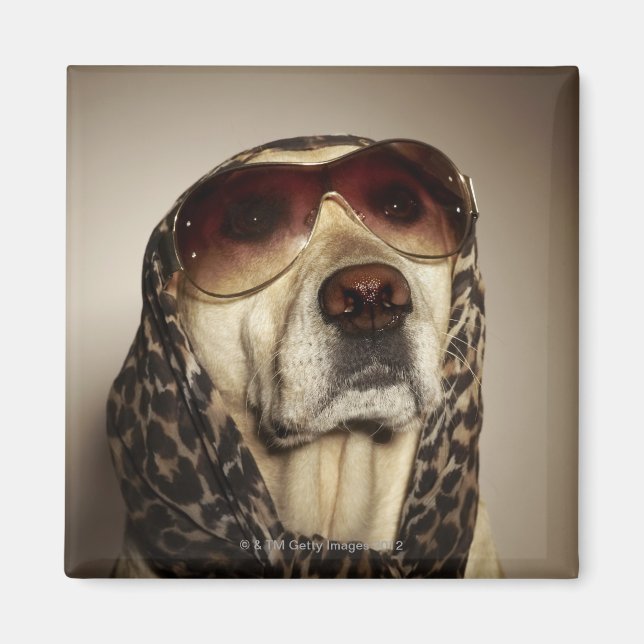 Aimant Blond Labrador Retriever portant des lunettes de s (Devant)
