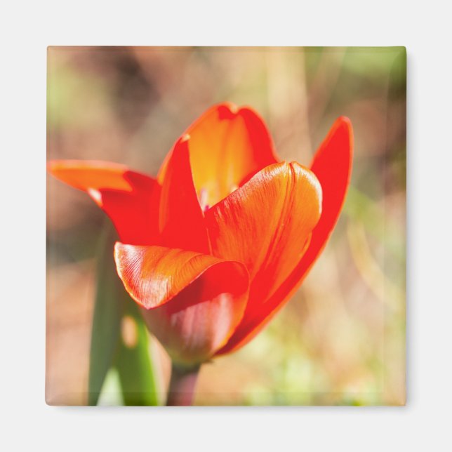 Aimant Blossom de la tulipe rouge (Devant)