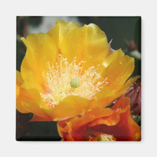 Aimant Blossom de l'ours