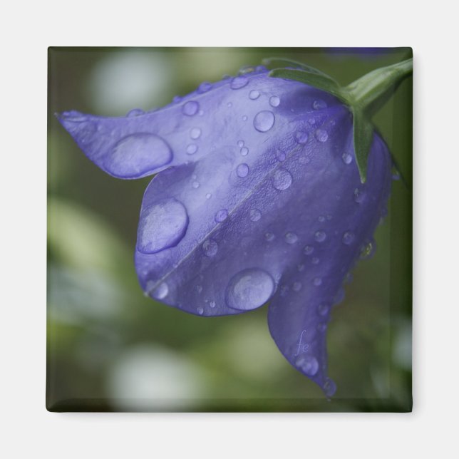 Aimant blue bell (Devant)