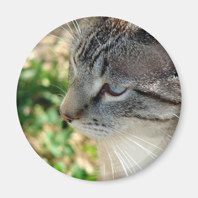 Aimant Blue Eyes Kitty (Devant)