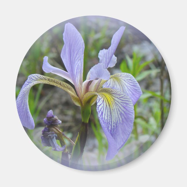 Aimant Blue Flag - Wild Iris (Devant)