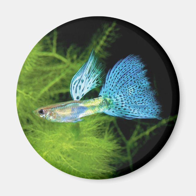 Aimant Blue Grass Guppy (Devant)