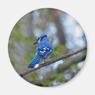 Aimant Blue Jay