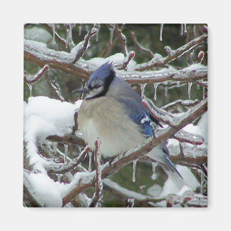Aimant Blue Jay