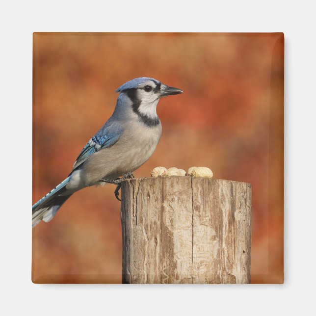 Aimant Blue Jay (Devant)