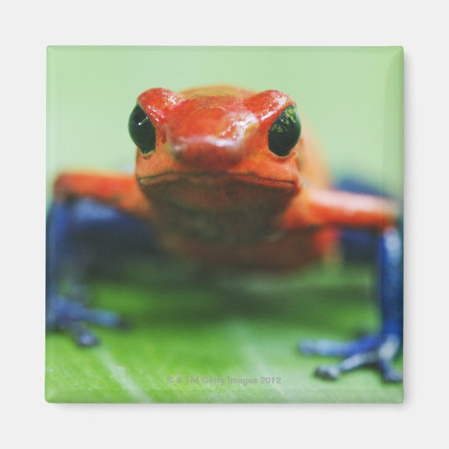 Aimant Blue Jean Frog (Devant)