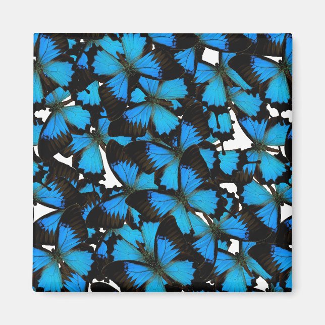 Aimant Blue Mountain Swallowtail (Devant)