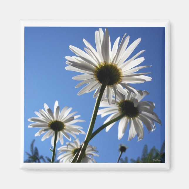 Aimant Blue Skies Bloomin Daisies (Devant)