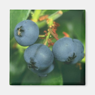 AIMANT BLUEBERRIES