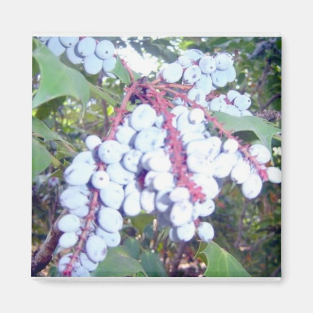 Aimant Blueberries sauvages (Devant)