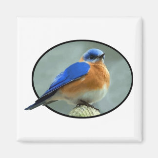 Aimant Bluebird dans le cadre ovale