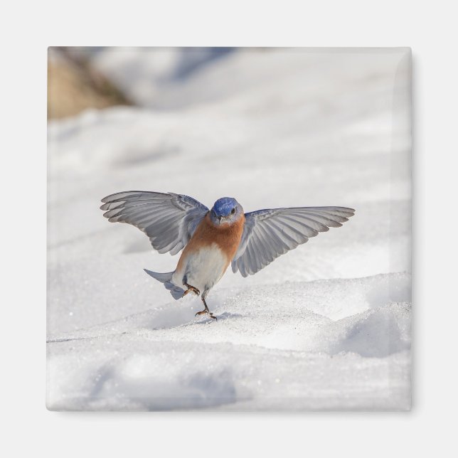 Aimant Bluebird oriental dansant dans la neige (Devant)