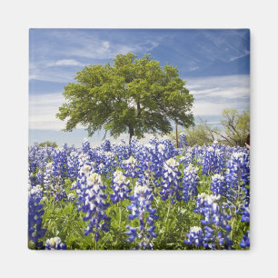 Aimant Bluebonnets du Texas (lupinus texensis) et chêne