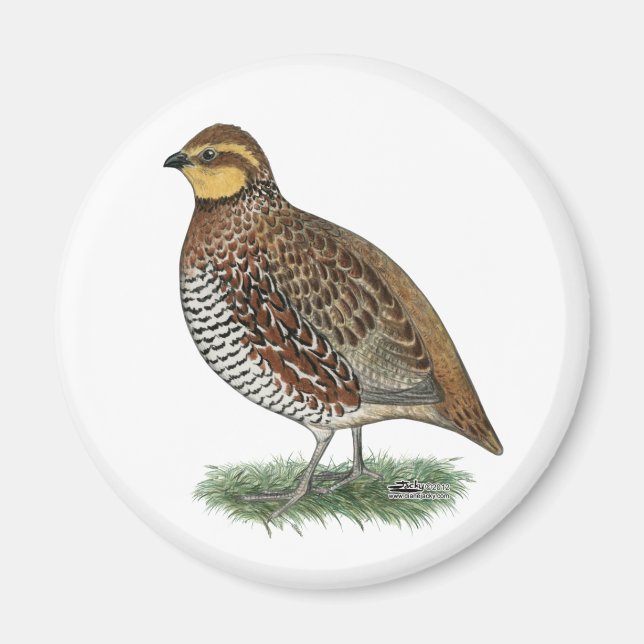 Aimant Bobwhite Quail Hen (Devant)