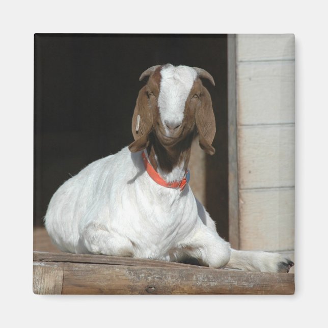 Aimant Boer Goat Nanny Doe (Devant)