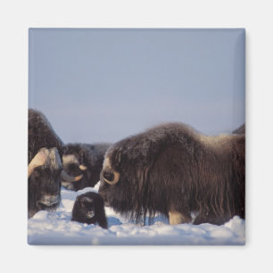 Aimant bœuf musqué, Ovibos moschatus, taureau et vache