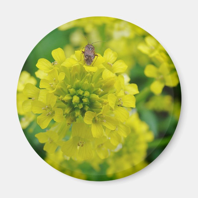 Aimant Bogue sur la fleur (Devant)