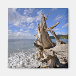 Aimant Bois de flottage sur Shoreline de plage française