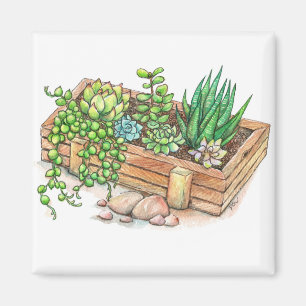 Aimant Boîte à planteur succulent