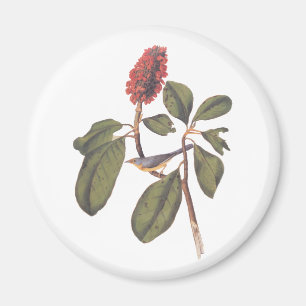 Aimant Bonaparte Moucherolle Canada Paruline Audubon Oise