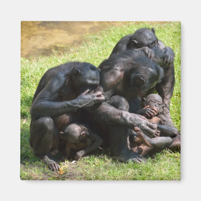 Aimant Bonobo Apes (Devant)