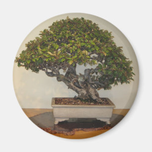 Aimant Bonsai à National Arboretum, Washington D.C.