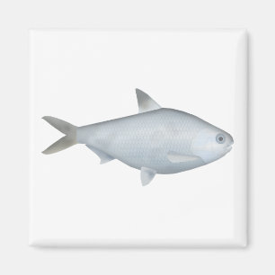 Aimant Bony Bream