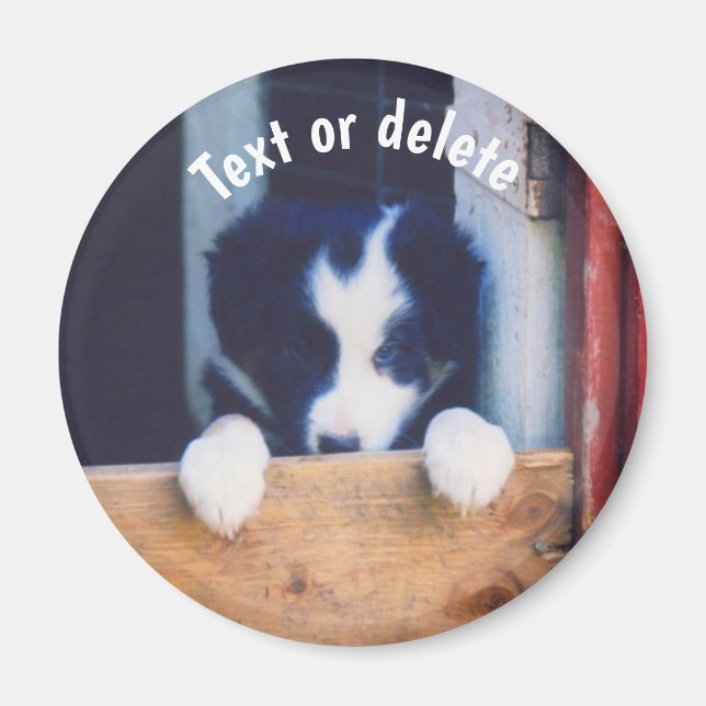 Aimant Border Collie chiot chien personnalisé (Devant)