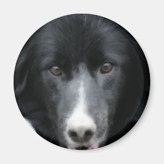Aimant Border collie noir font face à l'aimant de chien