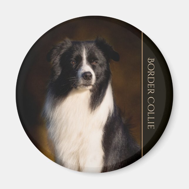 Aimant Bordure Collie (Devant)