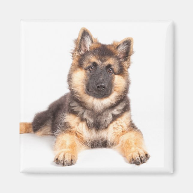 Aimant Bordure Collie Allemand Shepherd Mix (Devant)