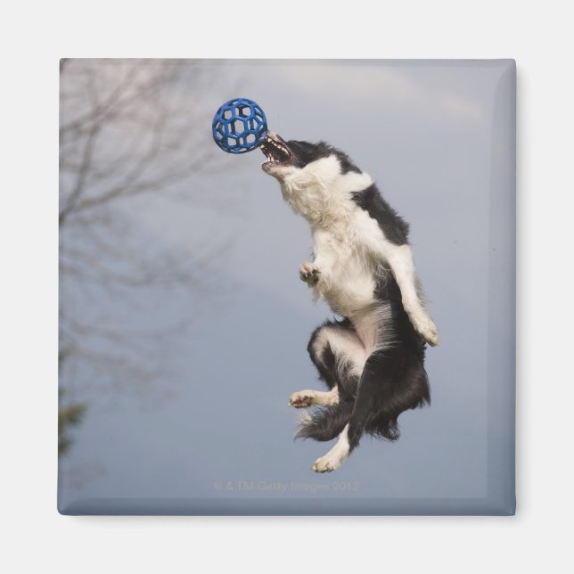 Aimant Bordure Collie juste avant d'attraper la balle hau (Devant)