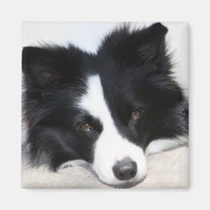 Aimant Bordure noire et blanche Collie Chien Chien Chien