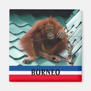 Aimant Borneo Cute Orangutan à Sepilok Souvenir