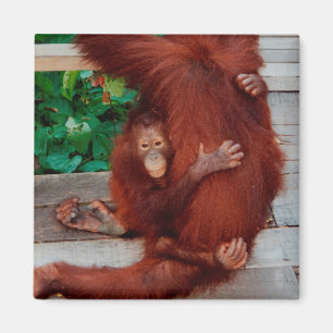 Aimant Borneo orangutan