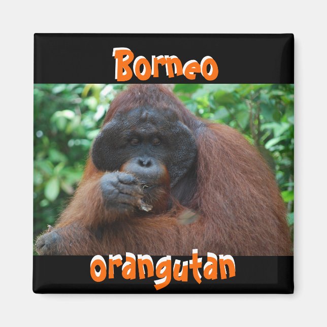 Aimant Borneo Orangutan Homme dans la jungle (Devant)