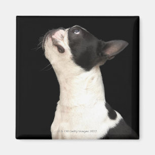 Aimant Boston noir et blanc Terrier recherchant