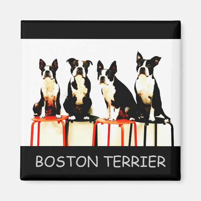 AIMANT BOSTON TERRIER (Devant)