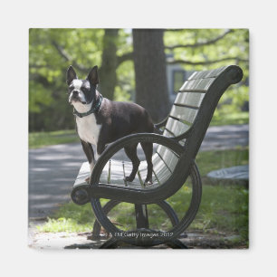 Aimant Boston Terrier