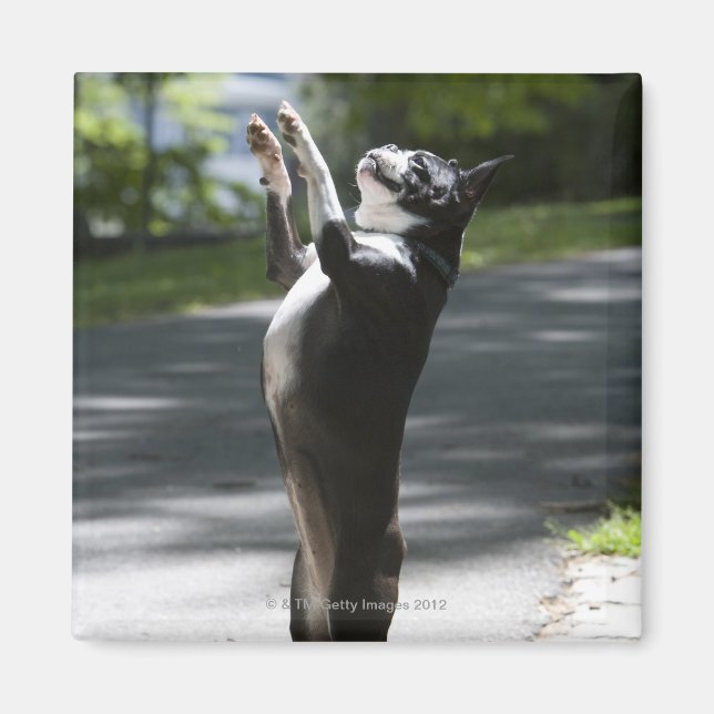 Aimant Boston Terrier 2 (Devant)
