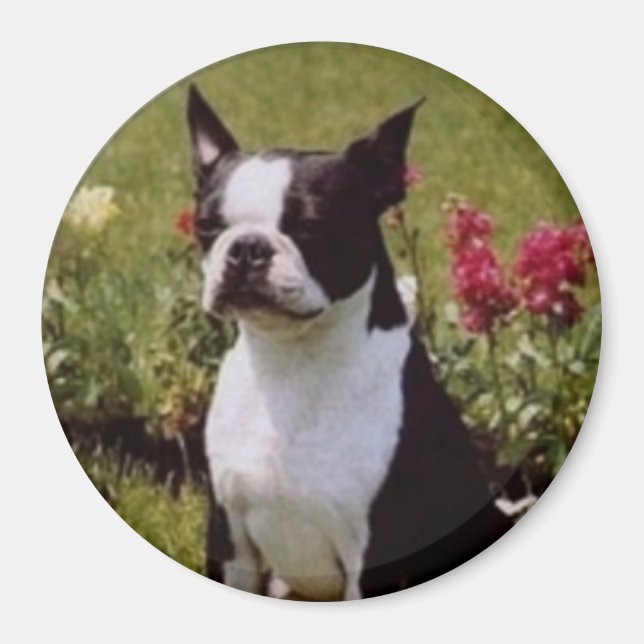 Aimant Boston Terrier dans l'aimant du jardin (Devant)