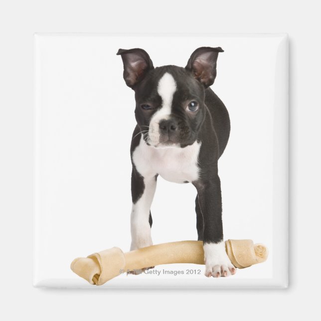 Aimant Boston terrier gardant l'os siffleur (Devant)